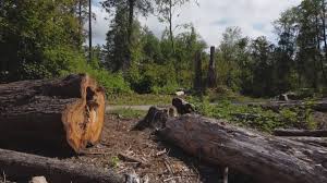 How Our Tree Care Process Works  in  Inkerman, PA